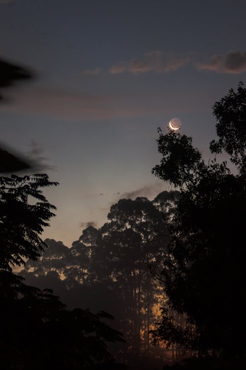 Darmowe zdjęcie z galerii z astrofotografia, chmury, drzewa