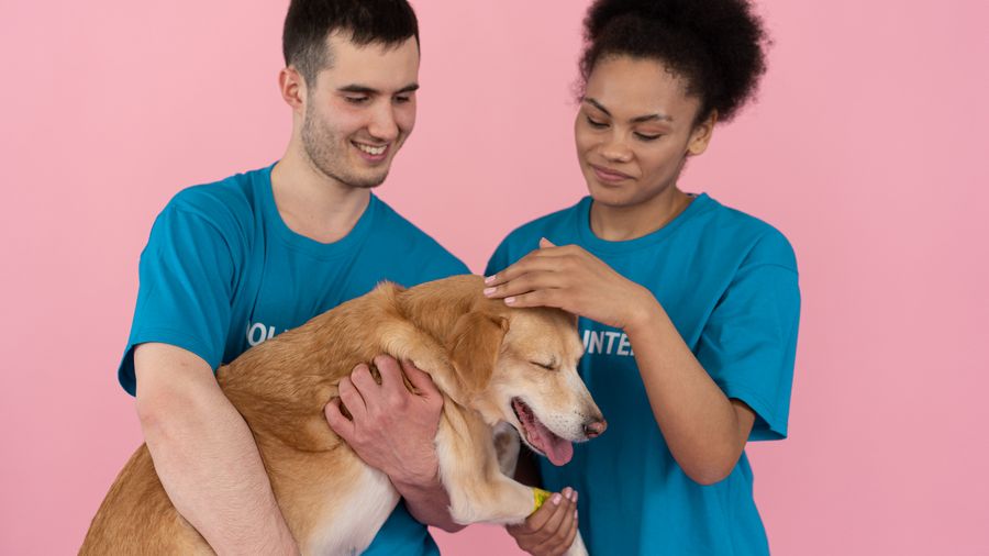 House Training a Dog: The Patient Approach That Actually Works