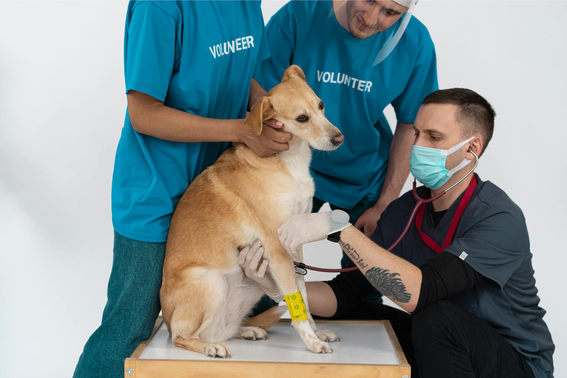 A Man Checking a Dog using a Stethoscope