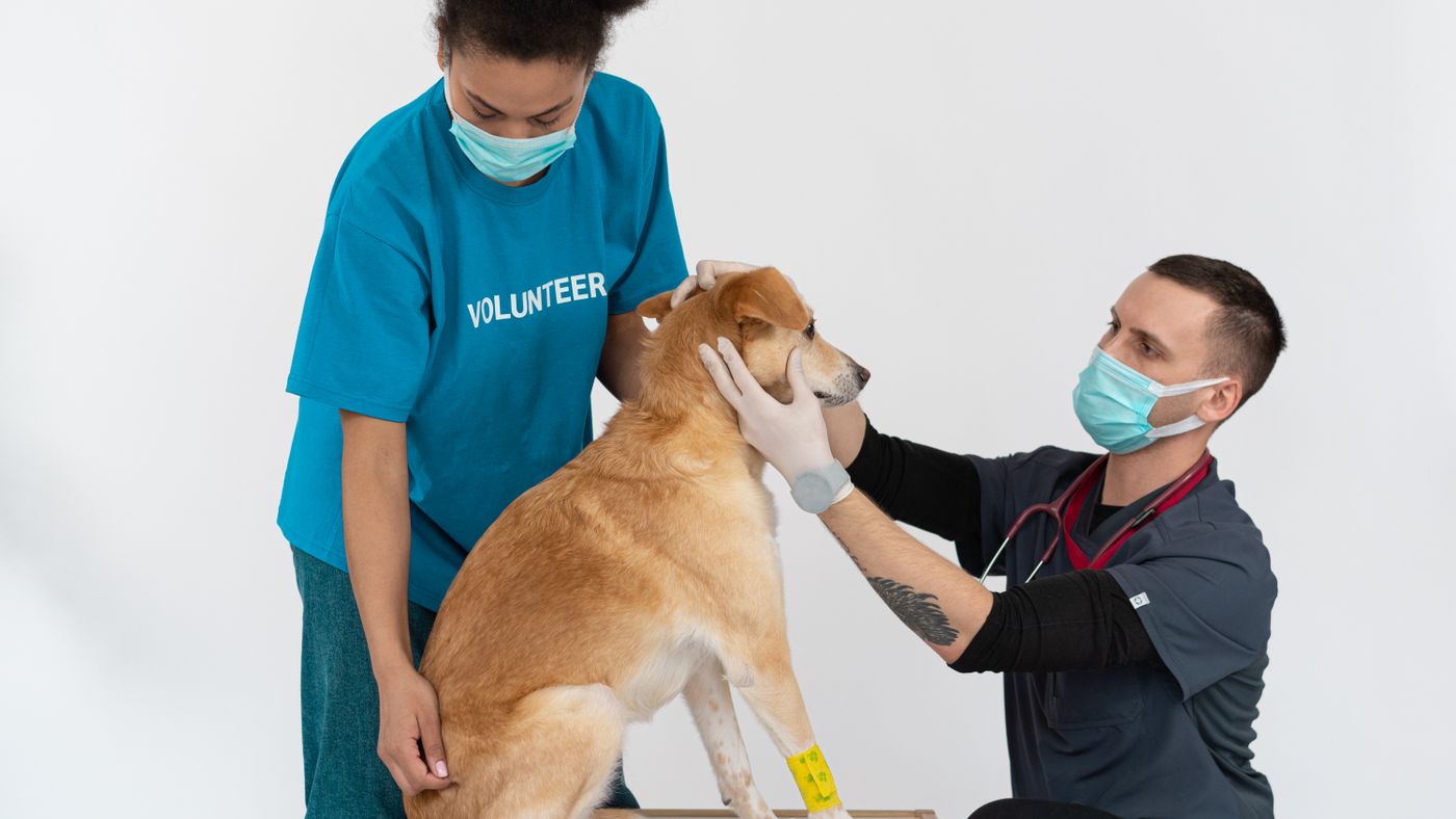Fleas, Ticks, and Worms: A Practical Treatment and Prevention Guide