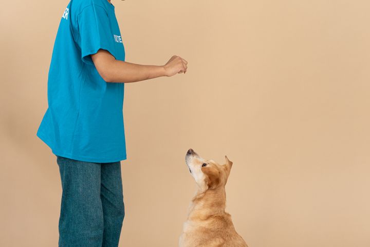 Adestradora ensinando um cão caramelo a sentar em troca de petisco