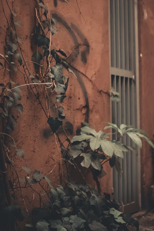 Creeping plants with wavy stems and green leaves growing on rough wall of aged building in daytime