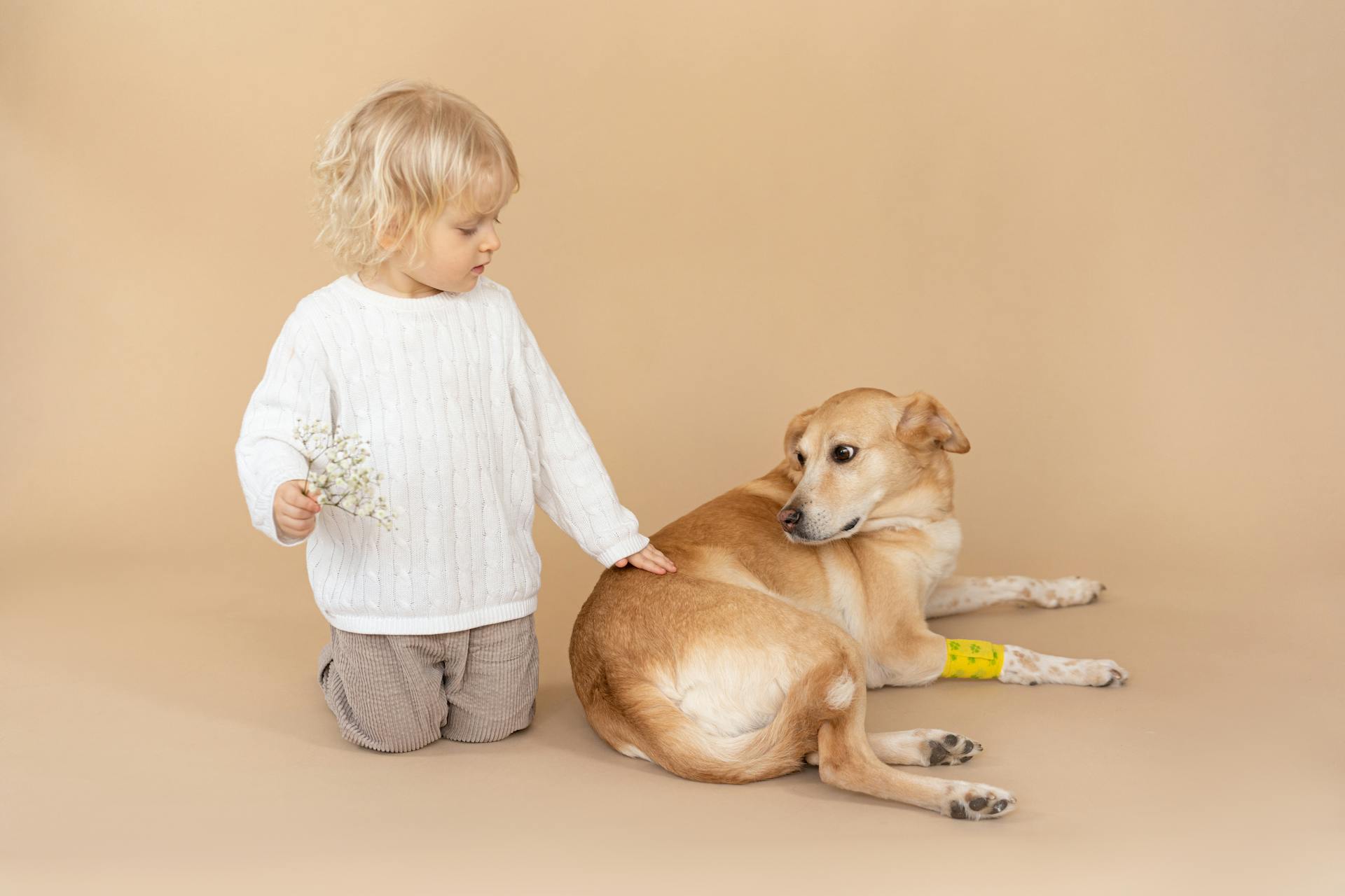 Girl in White Long Sleeve Shirt and Brown Pants Kneeling Beside Brown Short Coated Dog