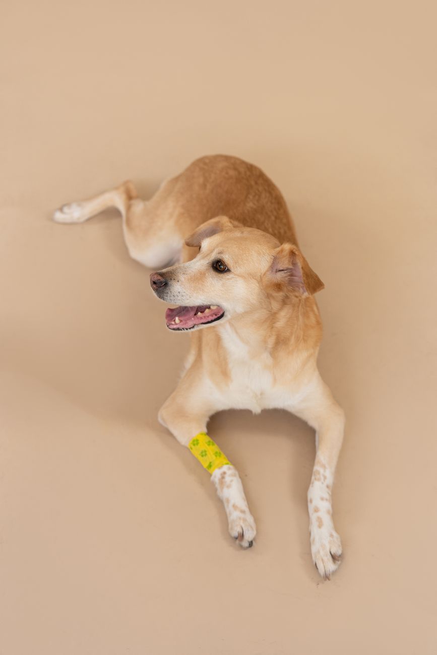 Close care around a scratched skin area after dog contact