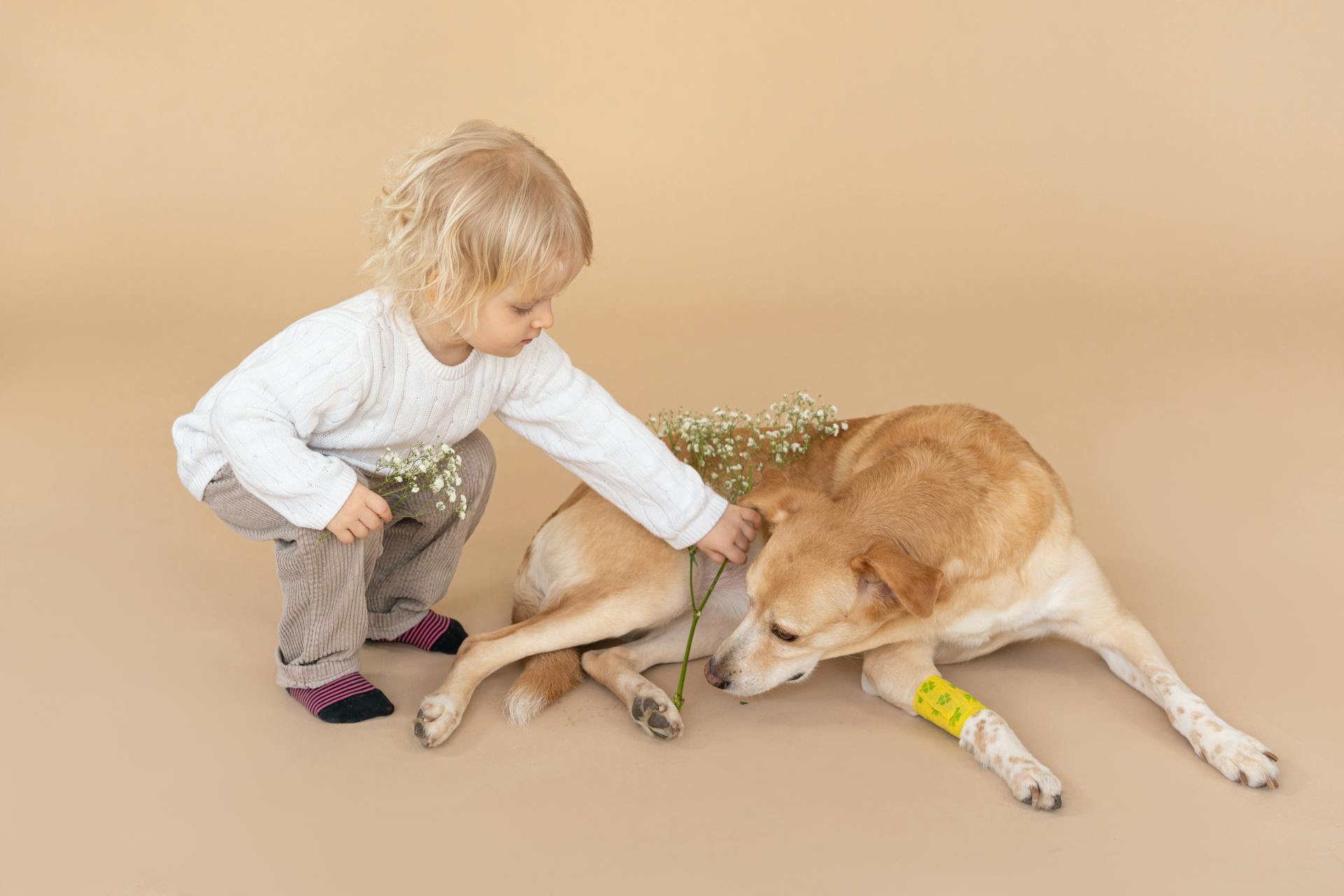 Kind in casual kleding geeft bloem aan hond met verband op poot op beige achtergrond in lichte studio