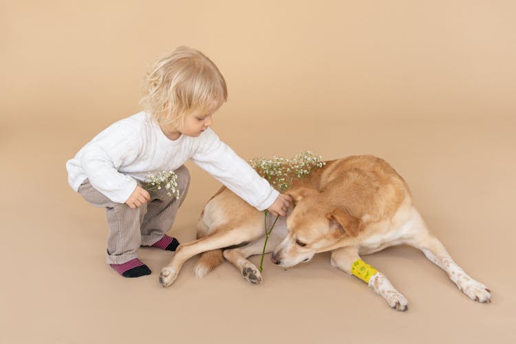 Kid Giving Flower To Dog On Beige Floor In Studio