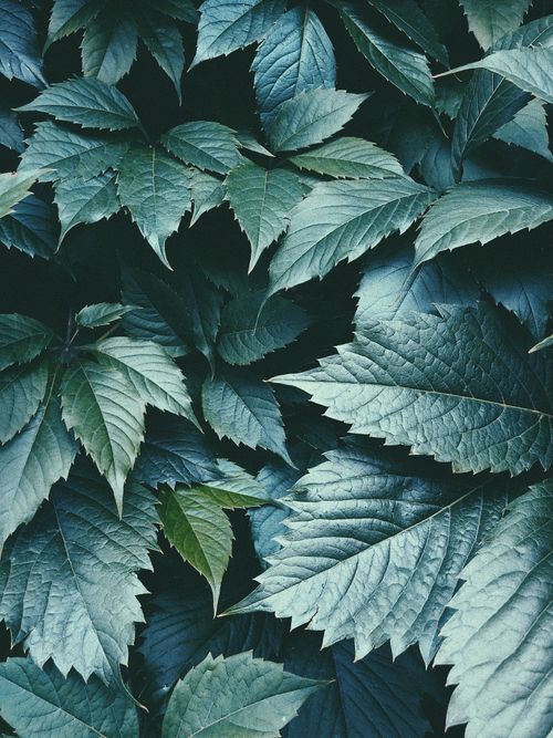 Free Detailed view of vibrant green leaves creating a natural pattern, photographed in Moscow. Stock Photo