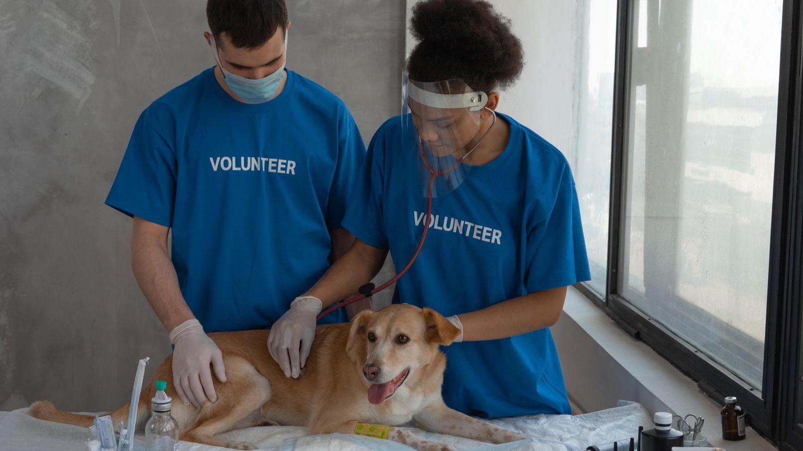 Volunteers conducting a health check-up on a dog in a clinic setting.
