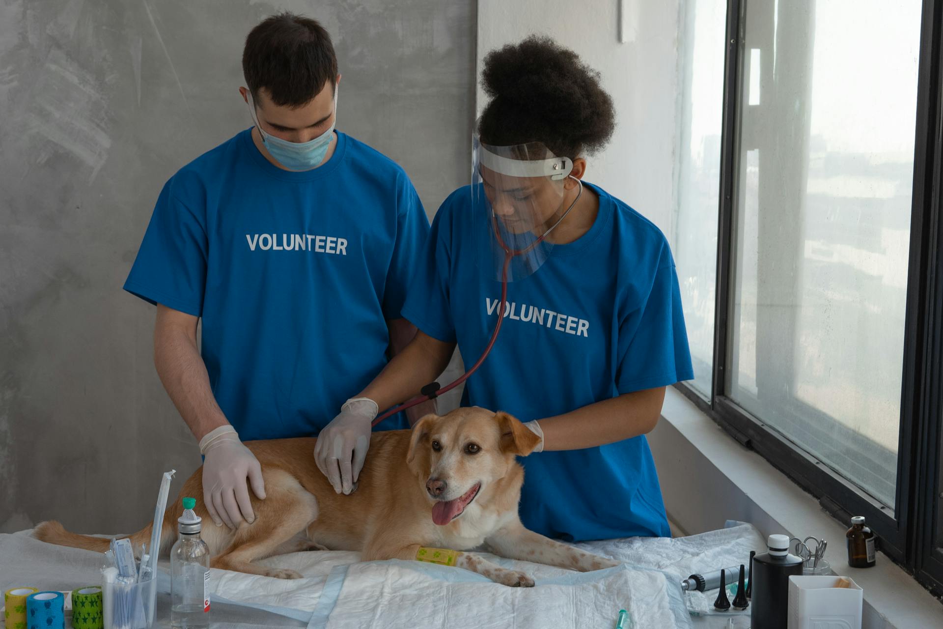 A Volunteer Checking the Dog