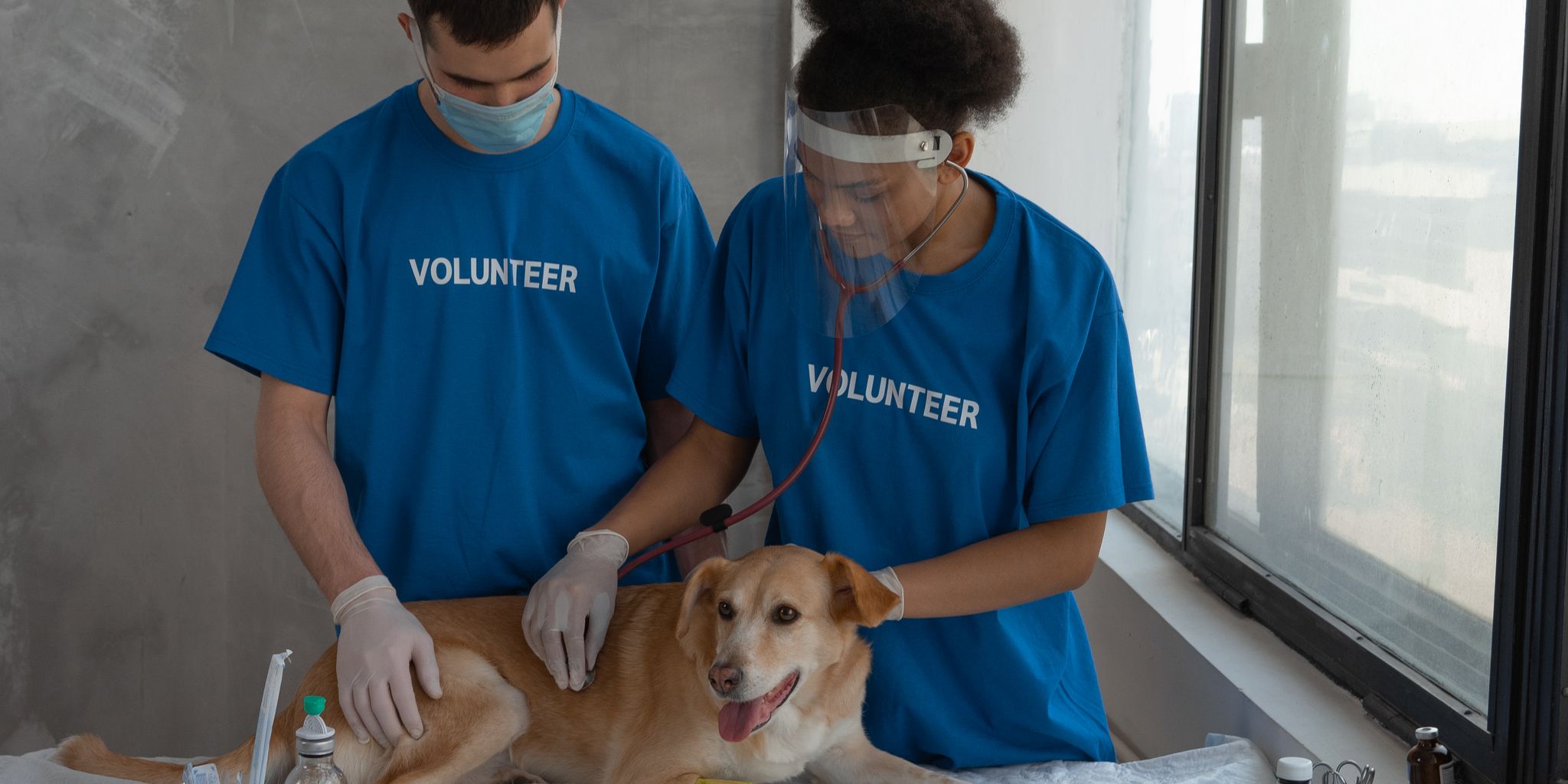 Veterinarian examining a pet