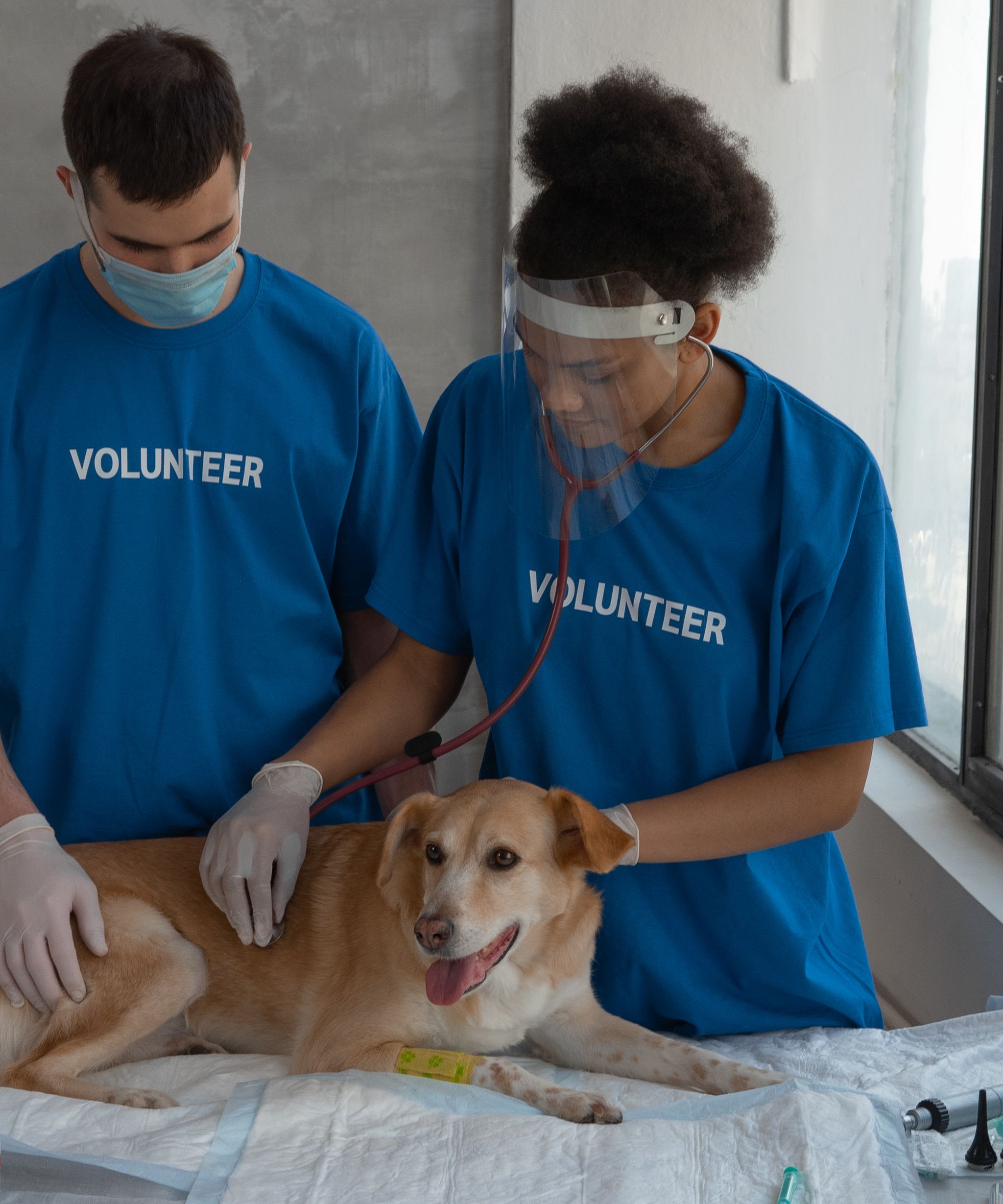 Veterinarian examining a pet