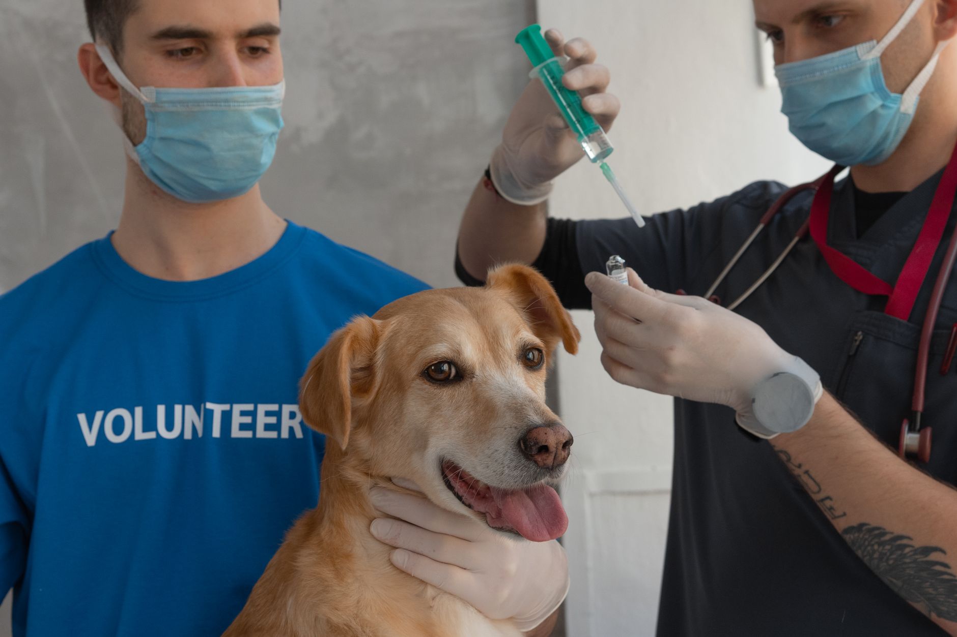 Veterinarian examining a dog during a checkup