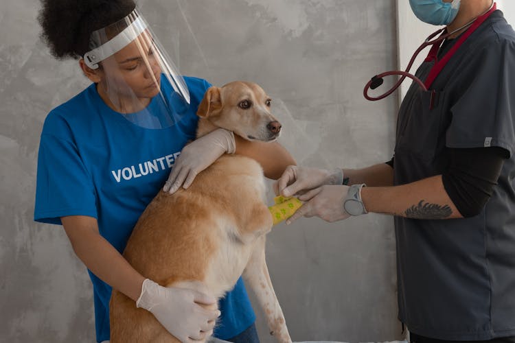 Person Putting Bandage On The Dog's Hand 