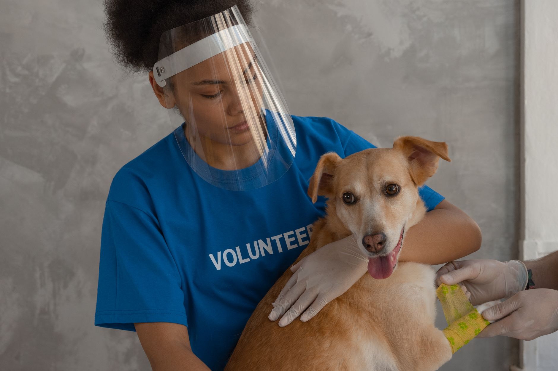 Veterinary care for a dog