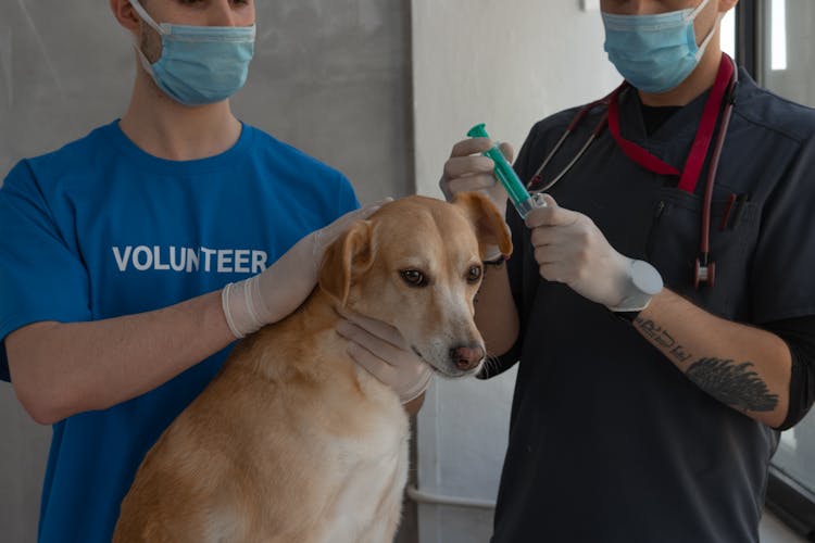 Men With Face Mask Standing Beside A Dog In The Clinic