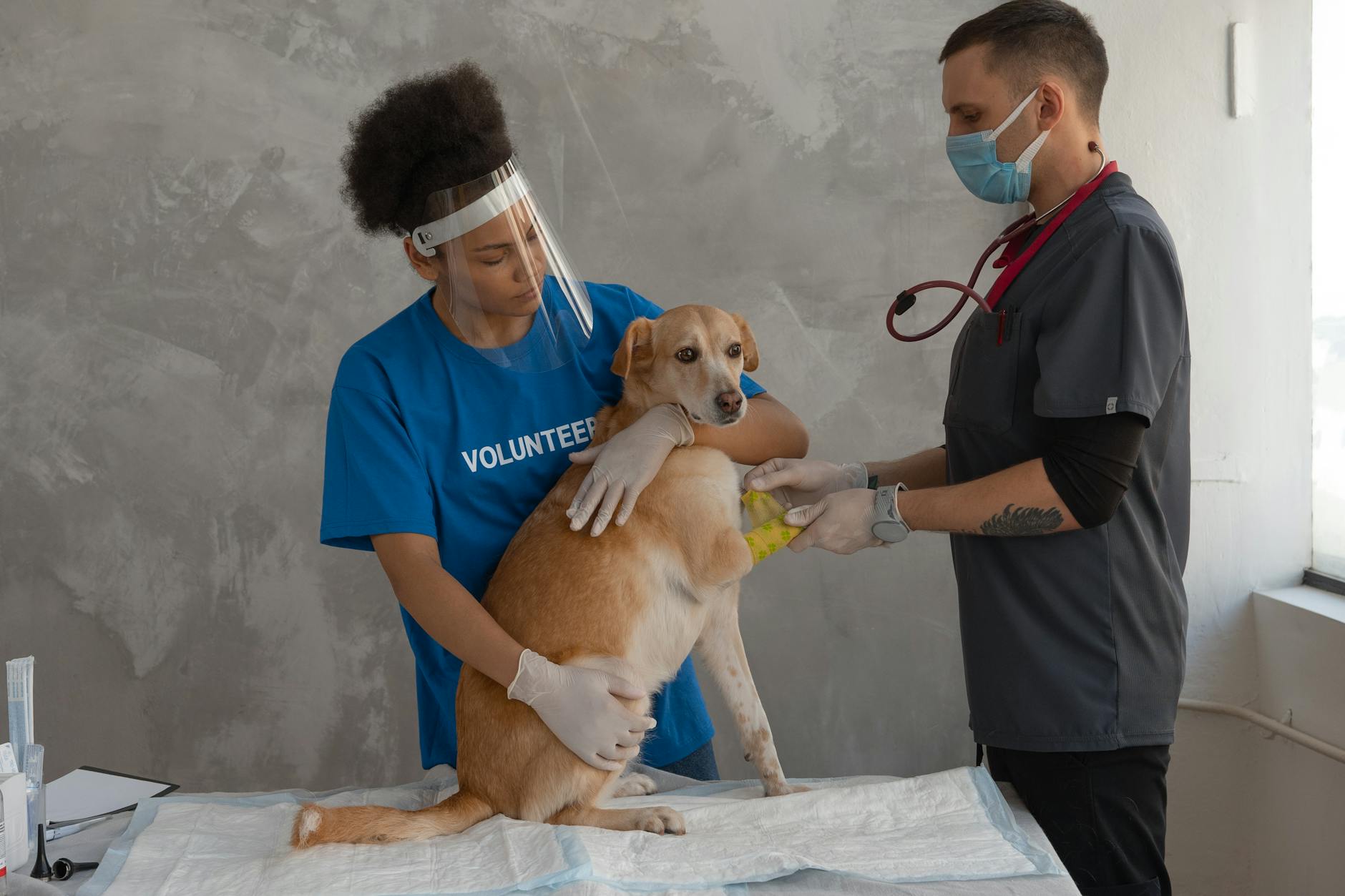 https://www.pexels.com/photo/a-veterinarian-covering-the-dog-s-hand-with-bandage-7474857/
