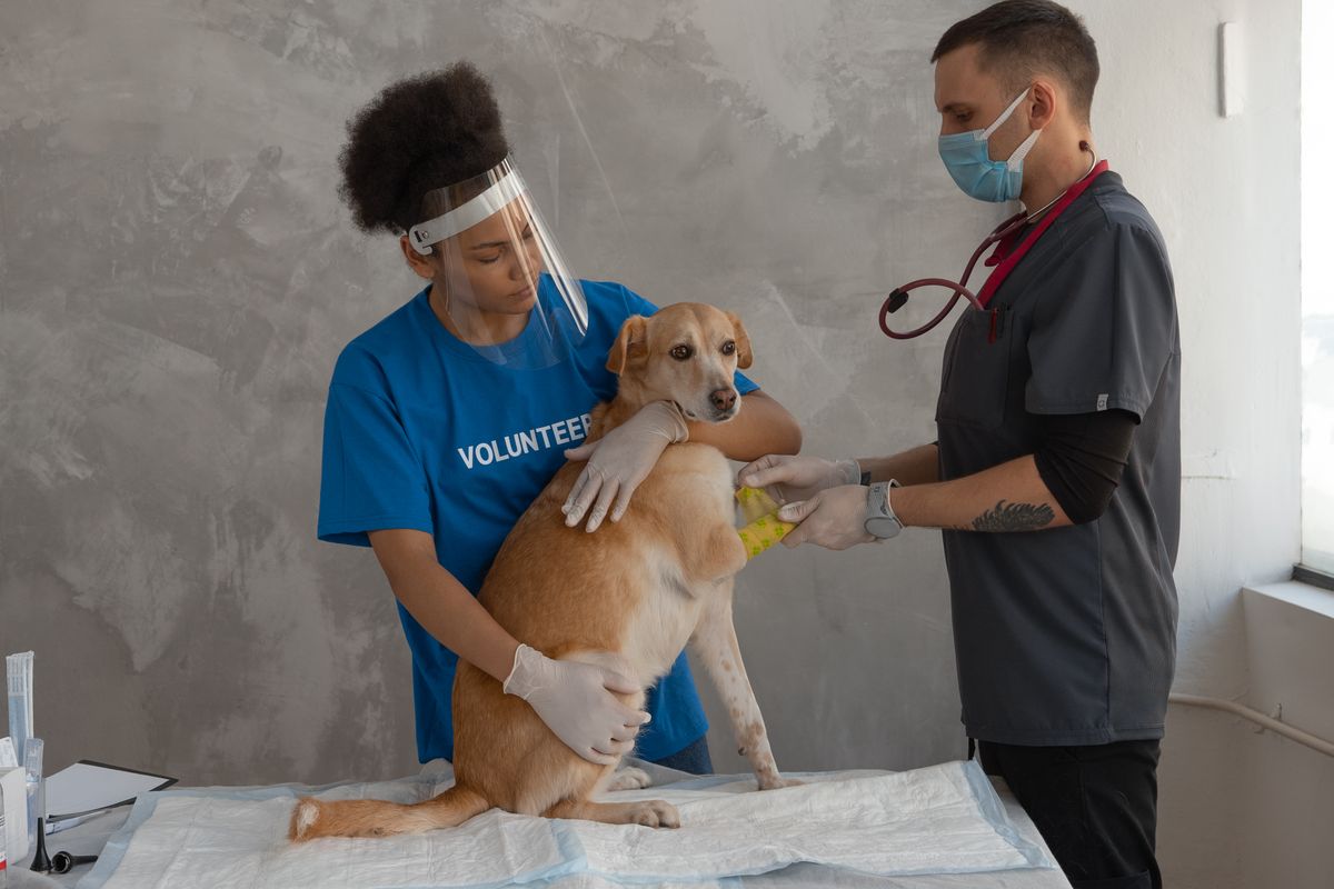 Emergency Vet Costs: What to Expect by Situation