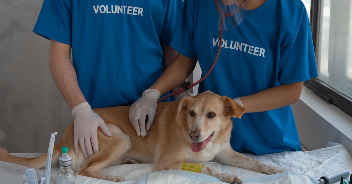 政治:前高雄縣長楊秋興為何選擇在慈濟醫院當志工?