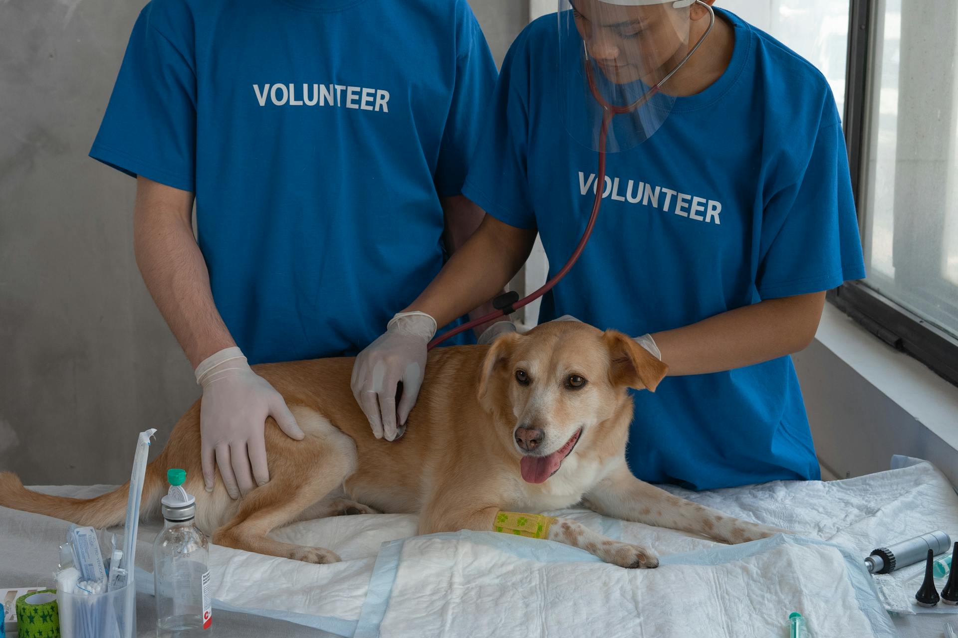 Un volontaire inspecte le chien