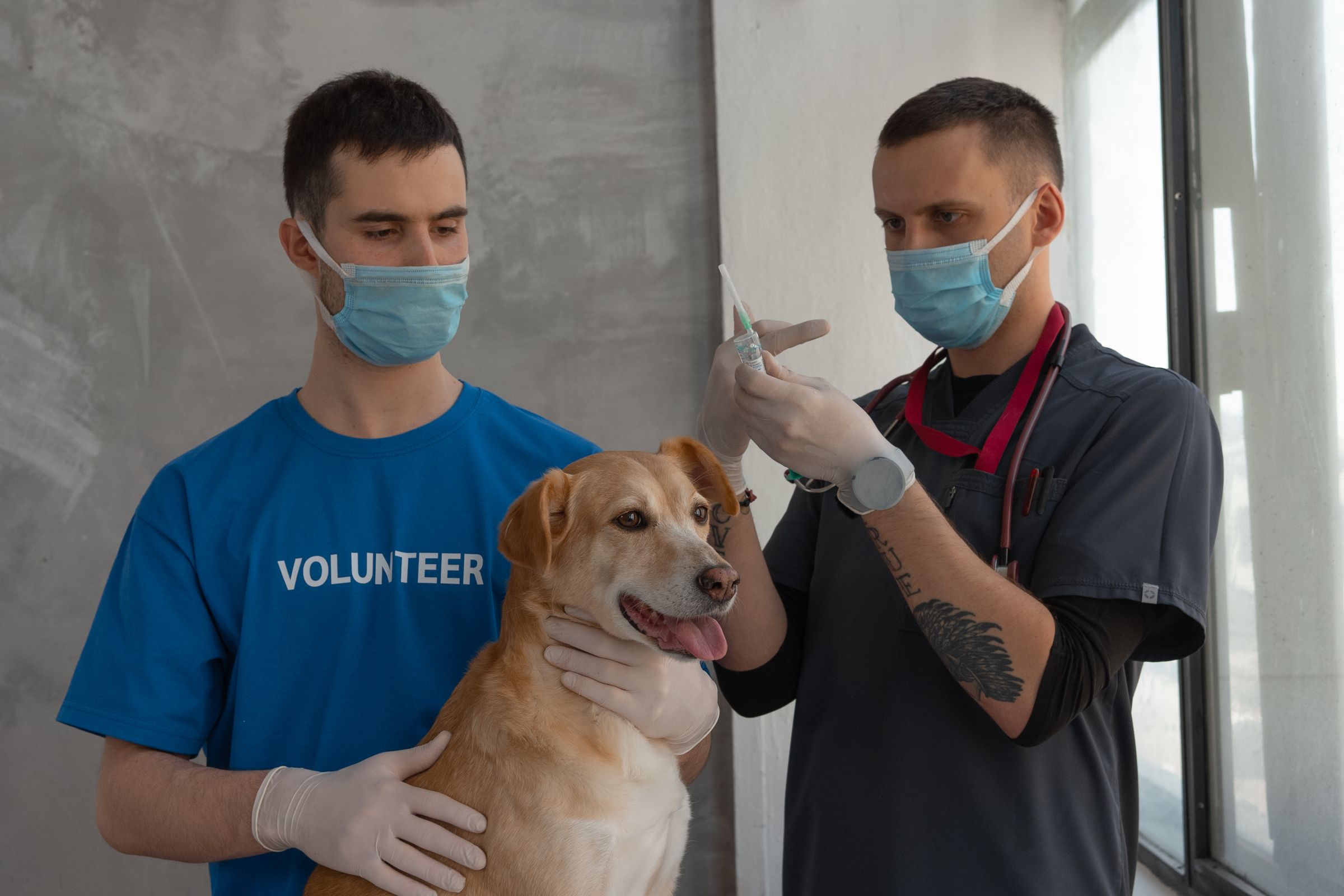 Veterinarian preparing an injection for a dog