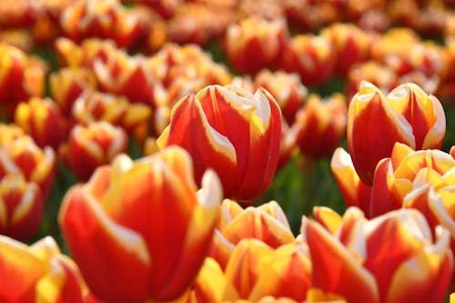 Free Orange and Yellow Tulips in Bloom Stock Photo