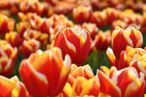 Free A stunning field of orange tulips in vivid bloom, capturing the vibrant colors of springtime outdoors. Stock Photo