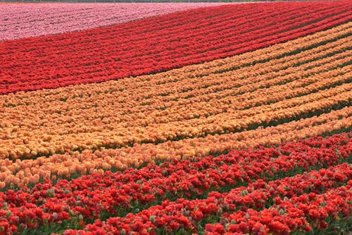 Free A Field of Tulips in Bloom Stock Photo