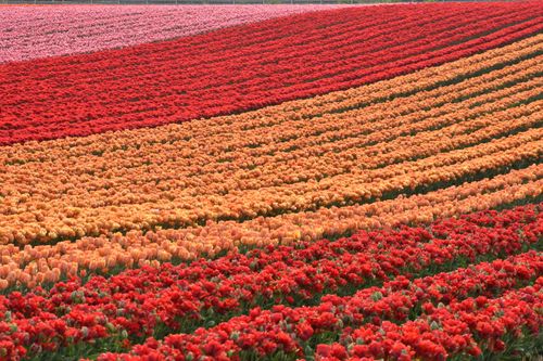 Free Expansive tulip fields displaying vibrant colors in an outdoor setting. Stock Photo