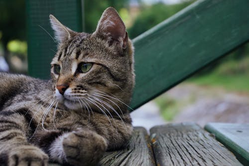 Close-Up Shot of a Tabby Cat Lying Down 