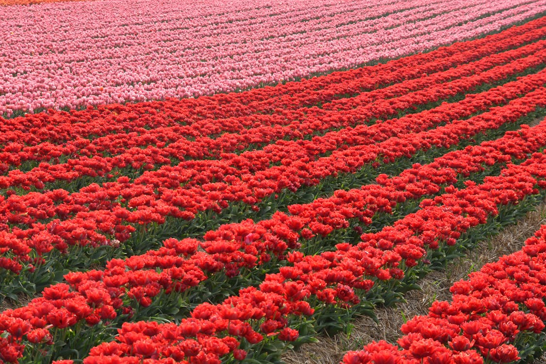 Free A Field of Red and Pink Tulips in Bloom Stock Photo