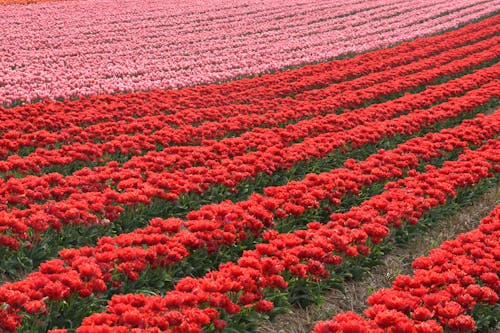 A Field of Red and Pink Tulips in Bloom