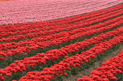 Free A colorful field showcasing rows of vibrant red and pink tulips, symbolizing springtime beauty. Stock Photo