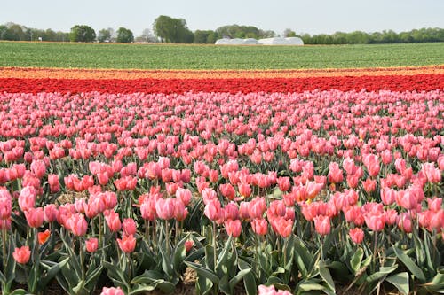 Free A Field of Tulips in Bloom Stock Photo
