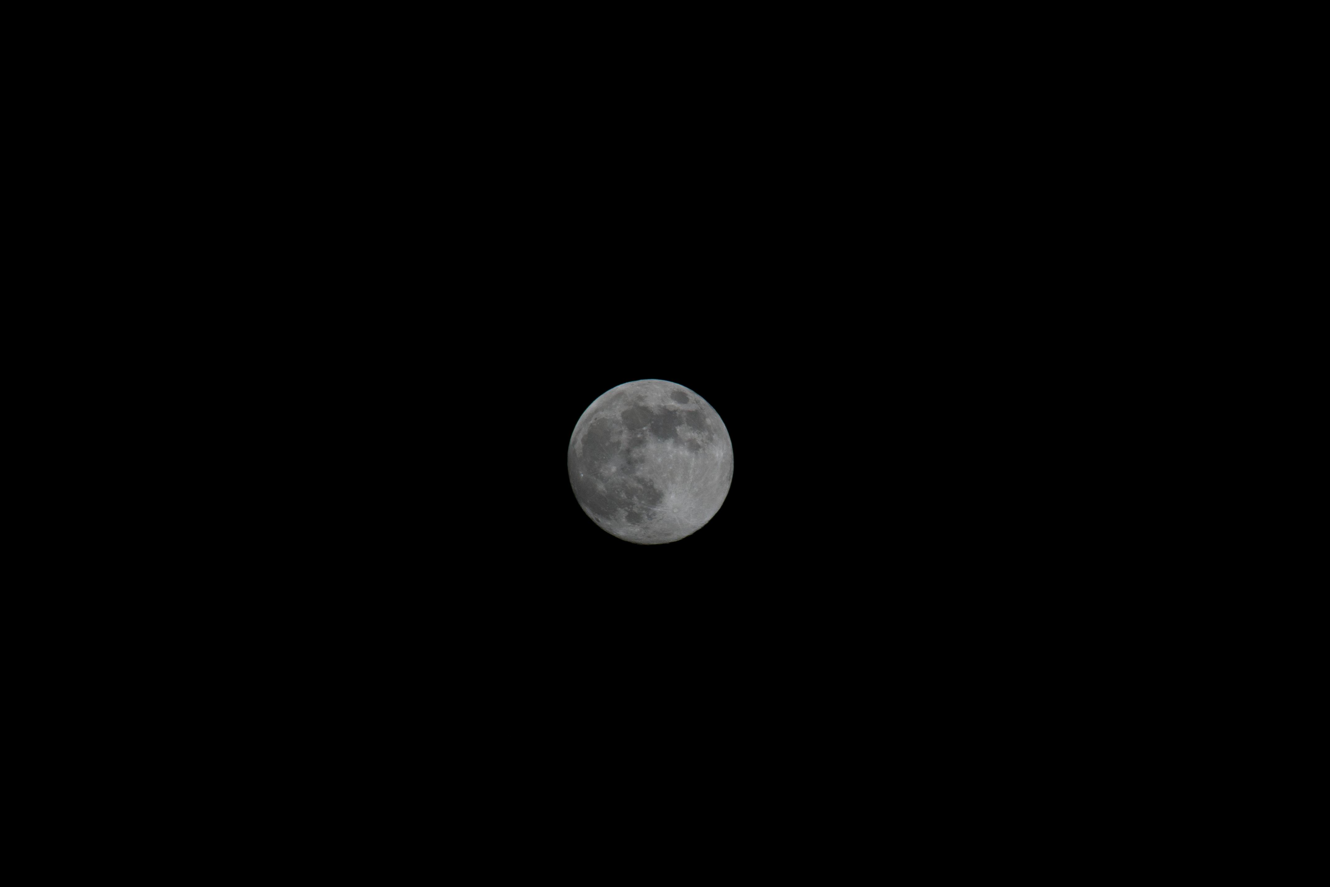 Low Angle Photography of Full Moon Under Silhouette of Tall Trees ...