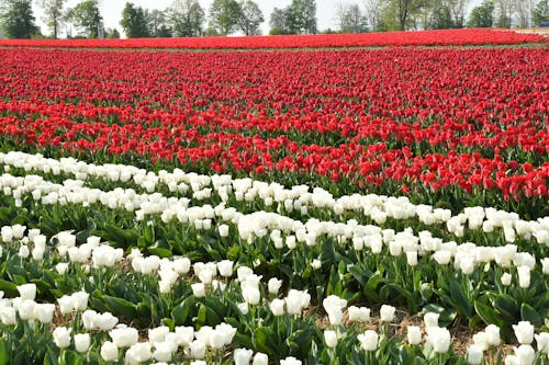 A Field of Red and White Tulips in Bloom