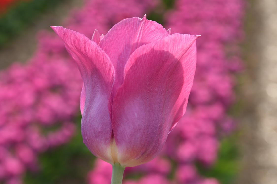 Free Close-Up Shot of a Purple Tulip in Bloom Stock Photo
