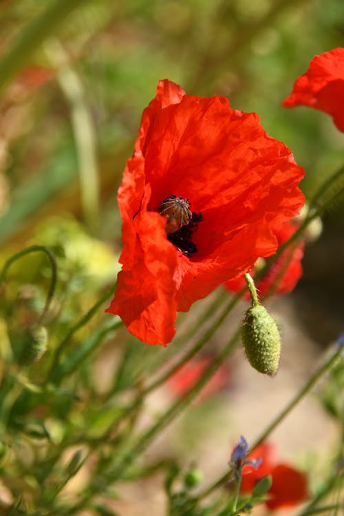 Red Flower in Tilt Shift Lens