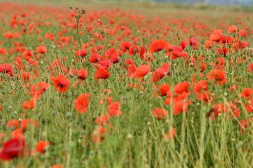 A Field of Red Poppies in Bloom