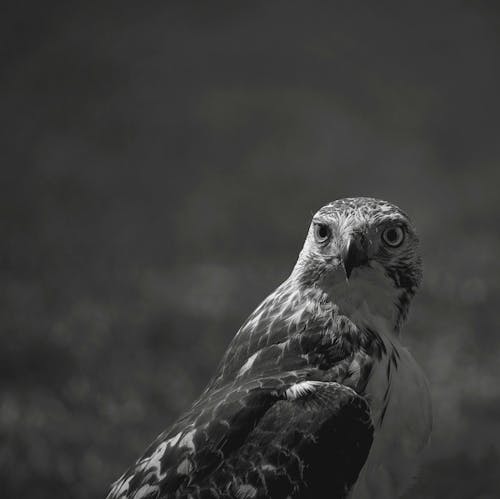 Grayscale Photography of Eagle