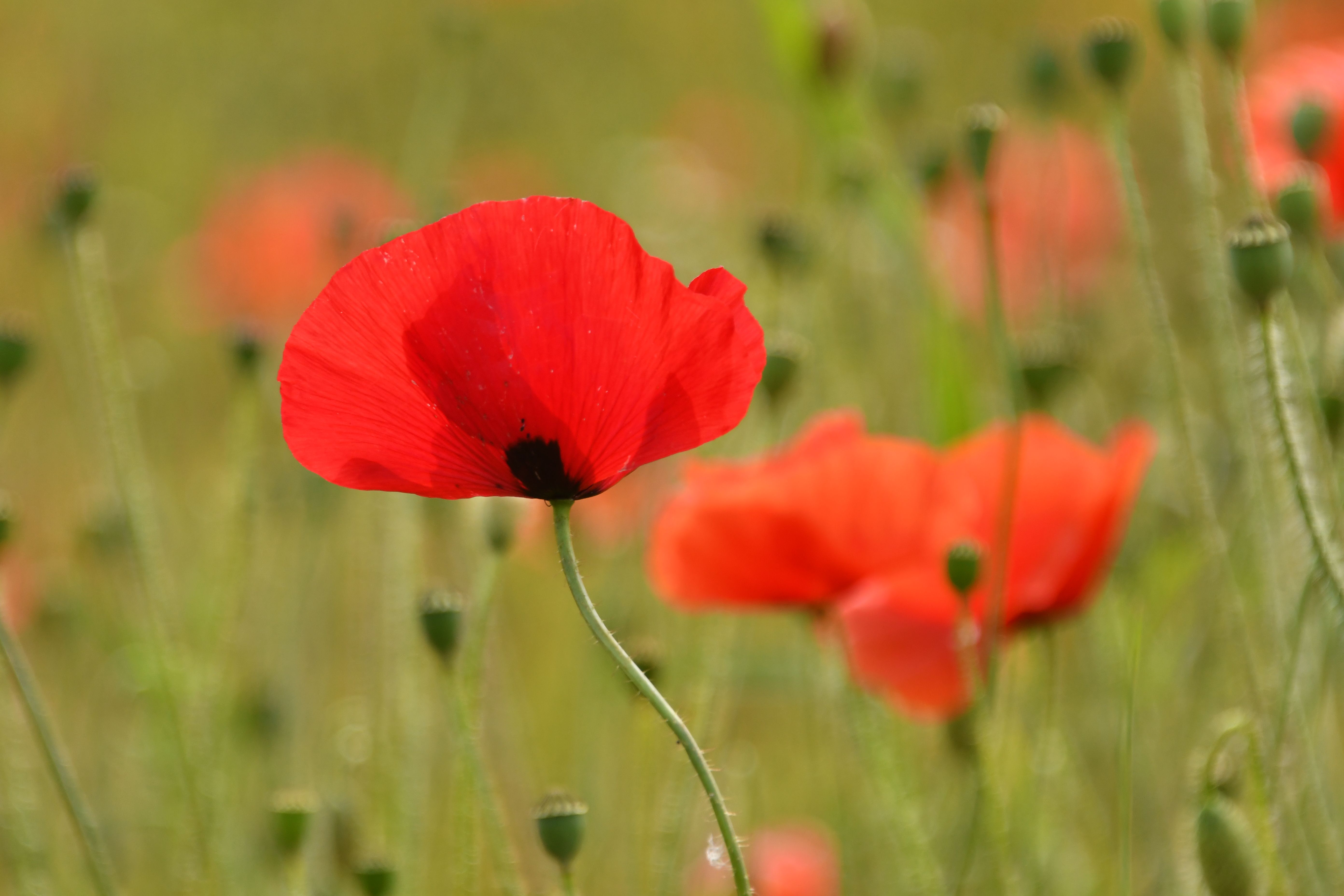 Red Poppy in Bloom · Free Stock Photo