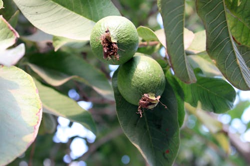 Free stock photo of fresh guava