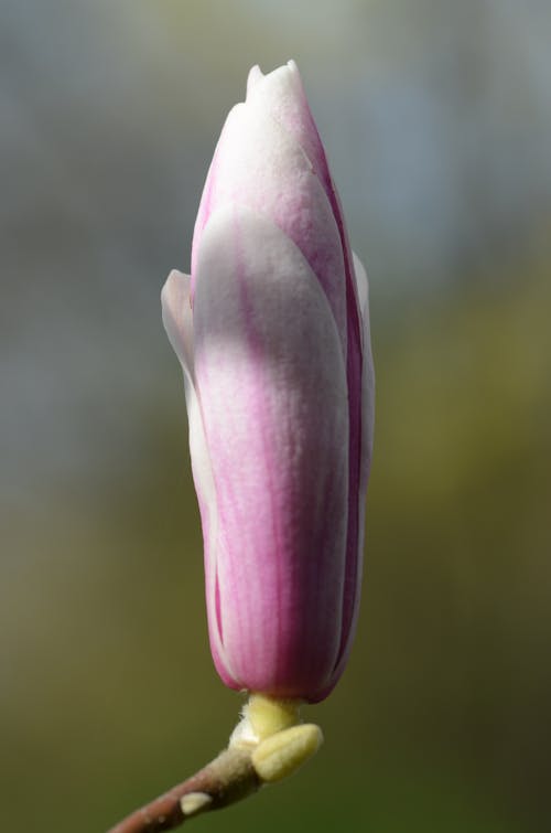 Close-Up Shot of a Purple Flower Bud 