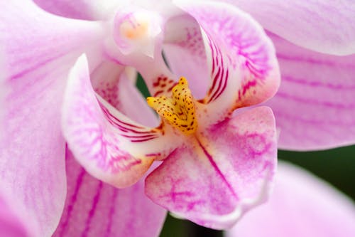 Fotobanka s bezplatnými fotkami na tému flóra, kvet, kvetinová fotografia