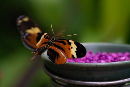 คลังภาพถ่ายฟรี ของ กลีบดอก, การถ่ายภาพแมลง, ชามเซรามิค