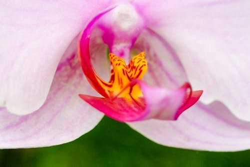 Fotobanka s bezplatnými fotkami na tému exotický, flóra, jemný