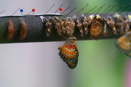 คลังภาพถ่ายฟรี ของ bontanical, การถ่ายภาพแมลง, การแสดงผีเสื้อ
