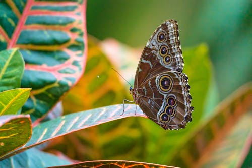 Close-Up Shot of a Brown Butterfly Perched on a Leaf