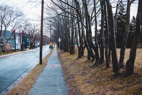 Empty narrow alley with leafless trees and residential houses located on street in city in overcast day