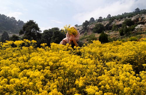 Základová fotografie zdarma na téma květiny, žlutá, žlutá kytka