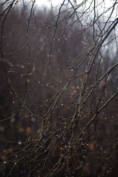 Close-up of bare tree branches adorned with dew drops, capturing the essence of winter's chill.